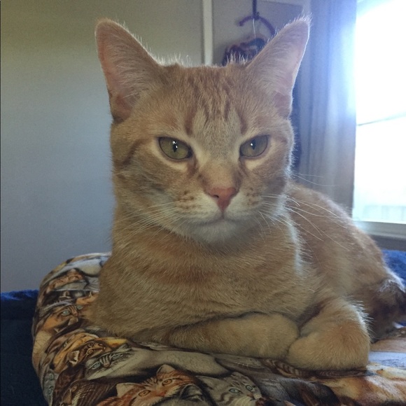 Hi! ๐๐ผIโm Katt. Offers always welcome! ๐ค - Picture 14 of 16